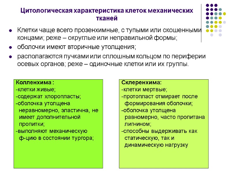 Цитологическая характеристика клеток механических тканей Клетки чаще всего прозенхимные, с тупыми или скошенными концами;